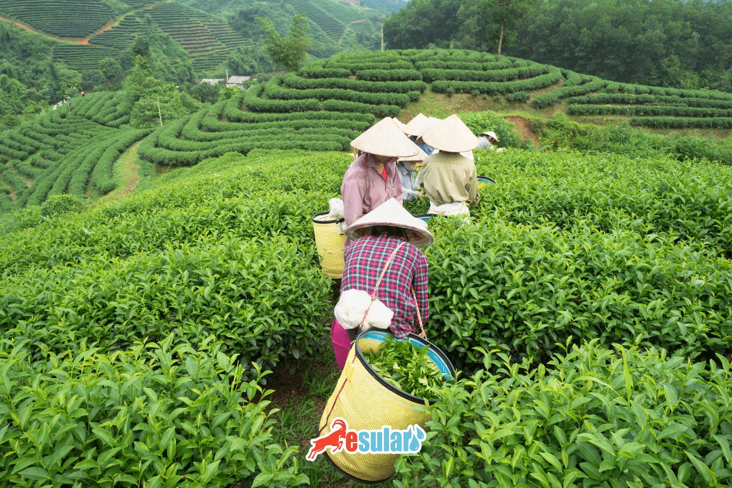 如何进行茶叶种植？