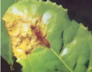 Çayda-Islak-Yaprak-Yanıklığı