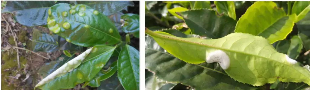 çayda-kabaran-hastalık