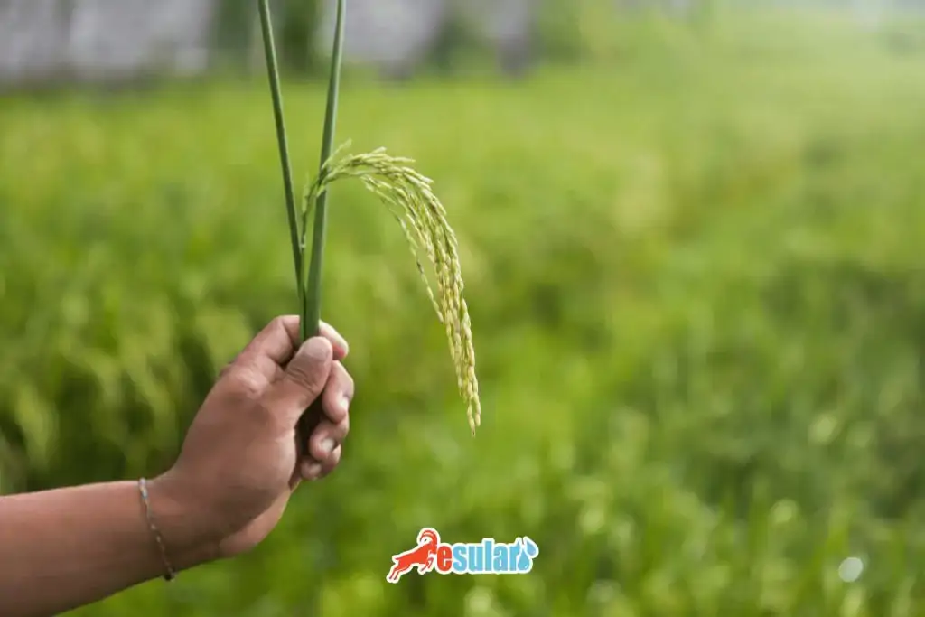 celtik-yetistiriciligi-nedir