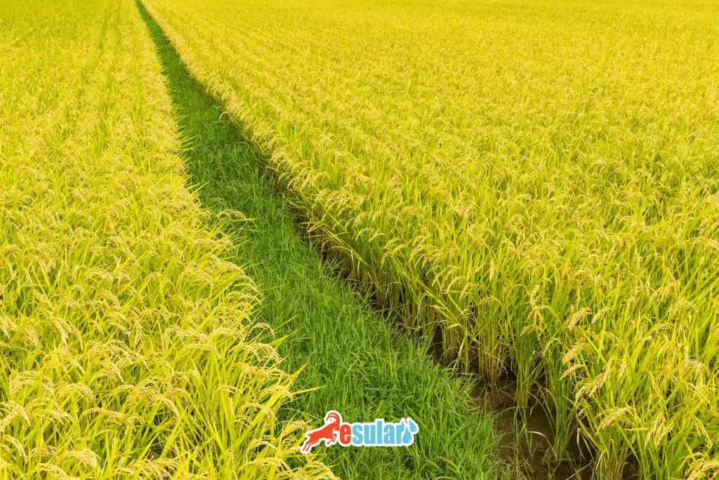 celtik-yetistiriciligi-nedir