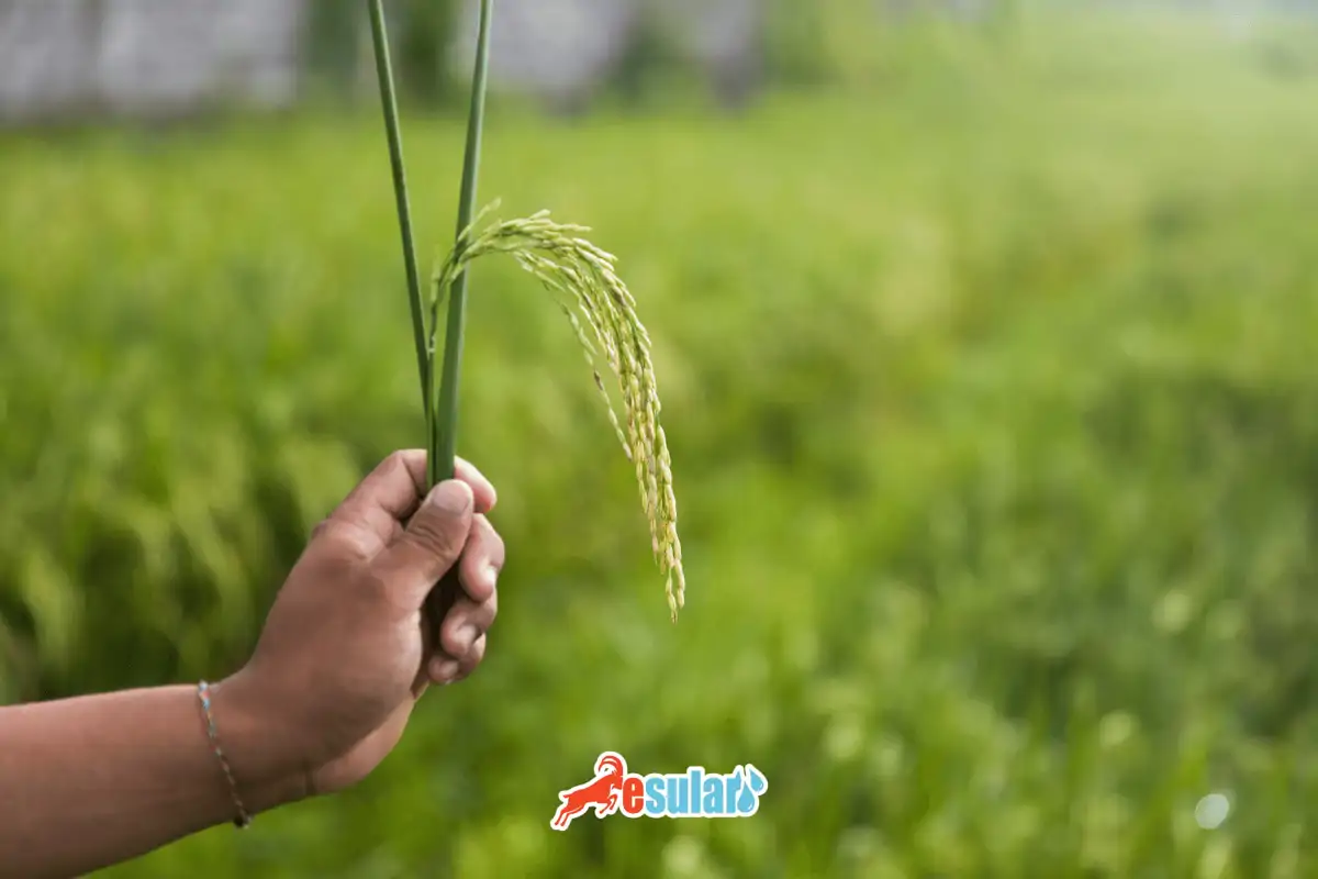 celtik-yetistiriciligi-nedir