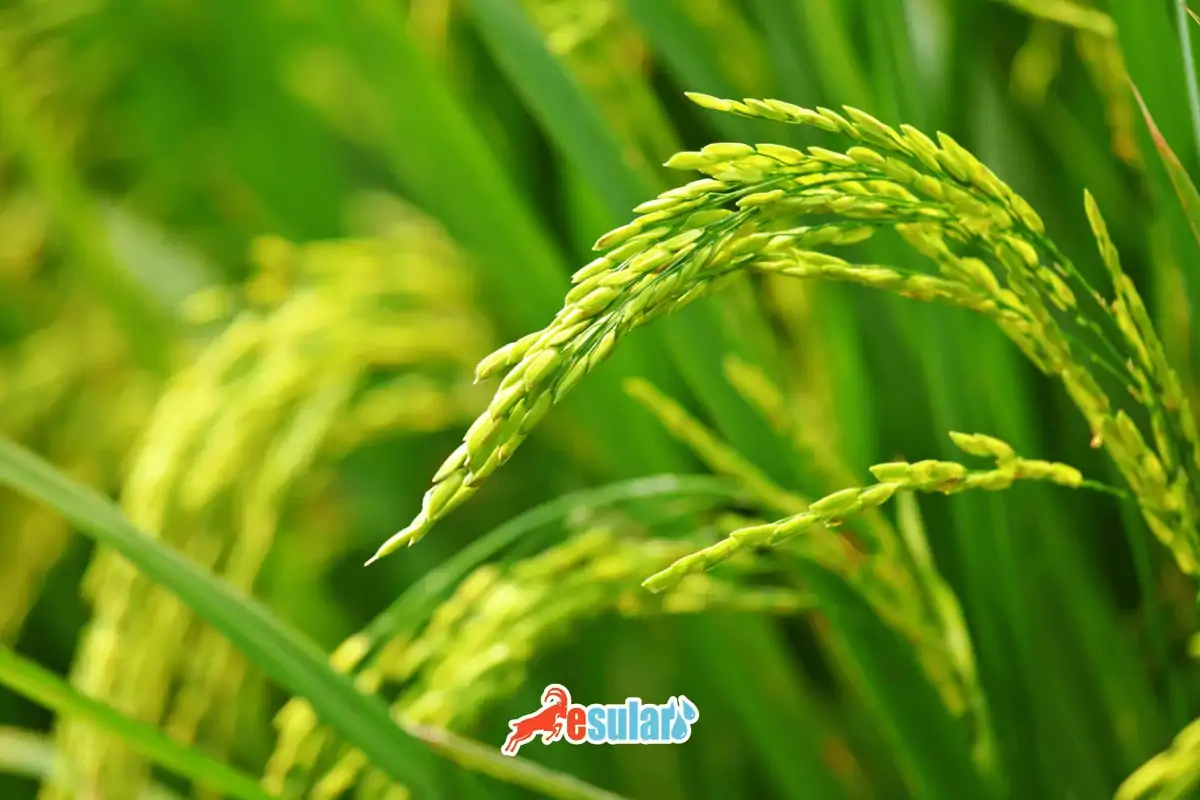 Çeltik Üretiminde Damlama Sulama