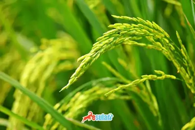 Çeltik Üretiminde Damlama Sulama