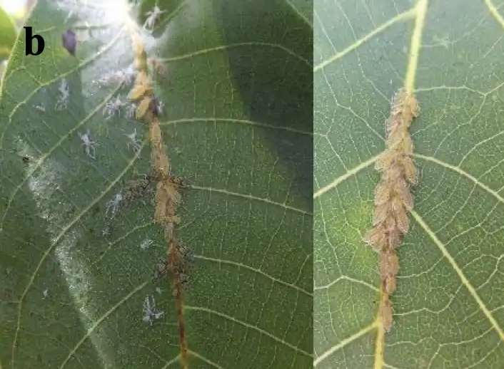 ceviz-buyuk-yaprak-biti