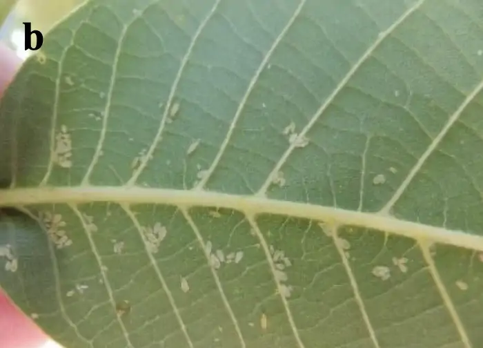 ceviz-kucuk-yaprak-biti-2