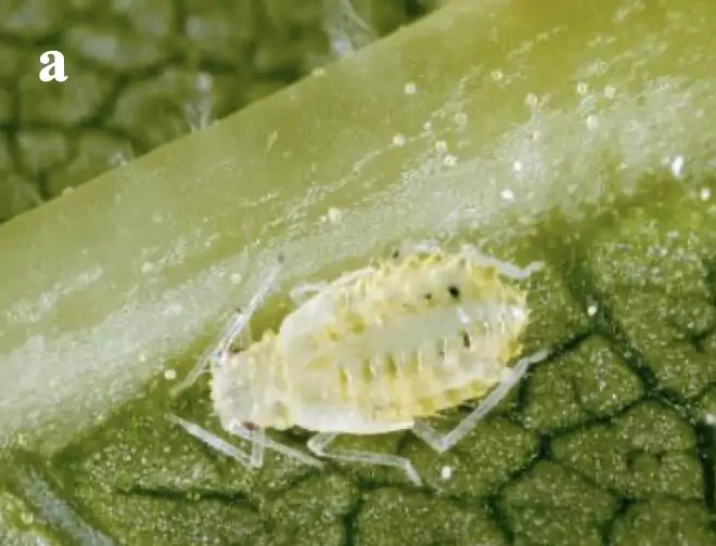 ceviz-kucuk-yaprak-biti