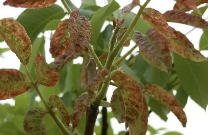 ceviz-yaprak-gal-akarı