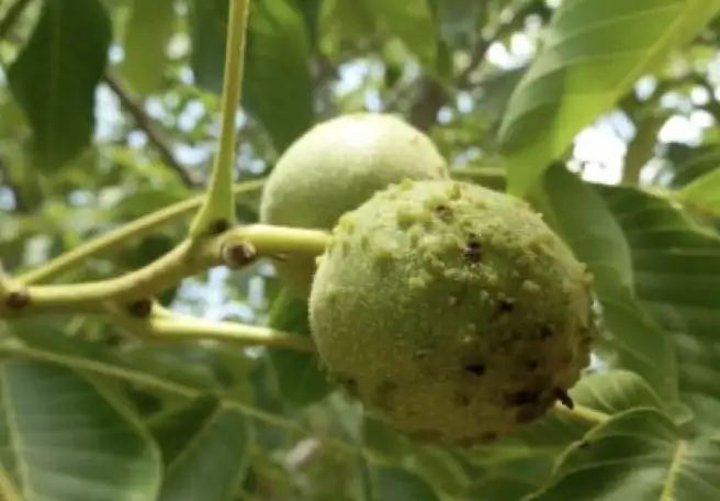 ceviz-yaprak-gal-akarı