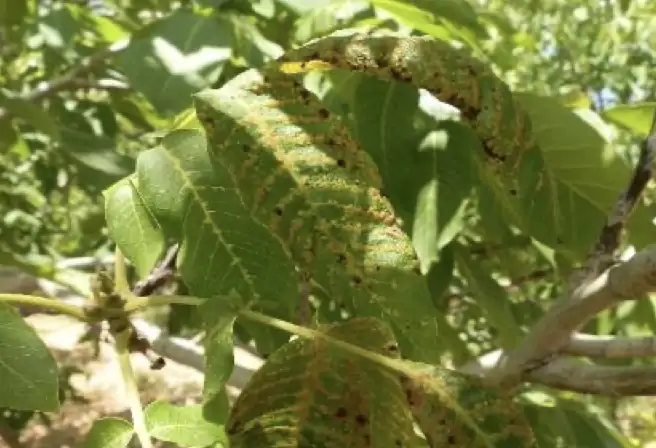 ceviz-yaprak-gal-akarı