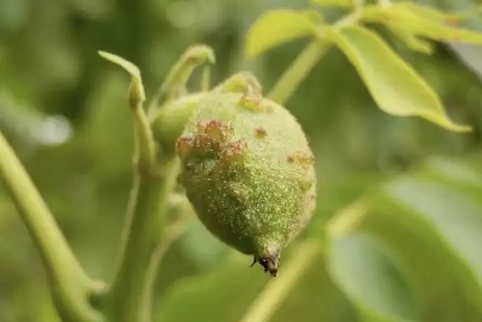 ceviz-yaprak-gal-akarı