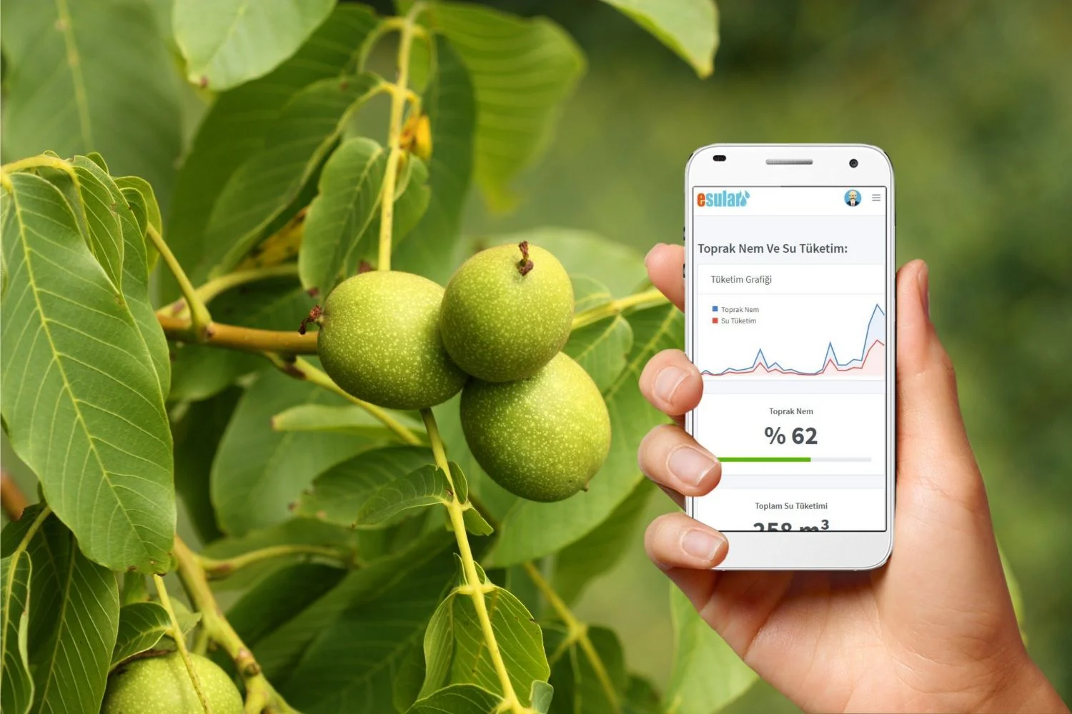 Smart Irrigation Systems in Walnut Production