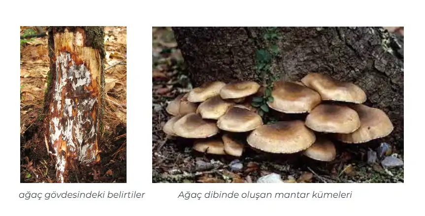Cevizde-Armillaria-Kök-Çürüklüğü