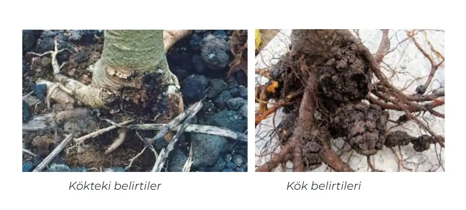 cevizde-kök-kanseri