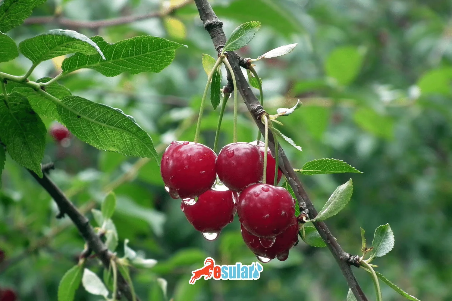 How is Cherry Cultivation Done?