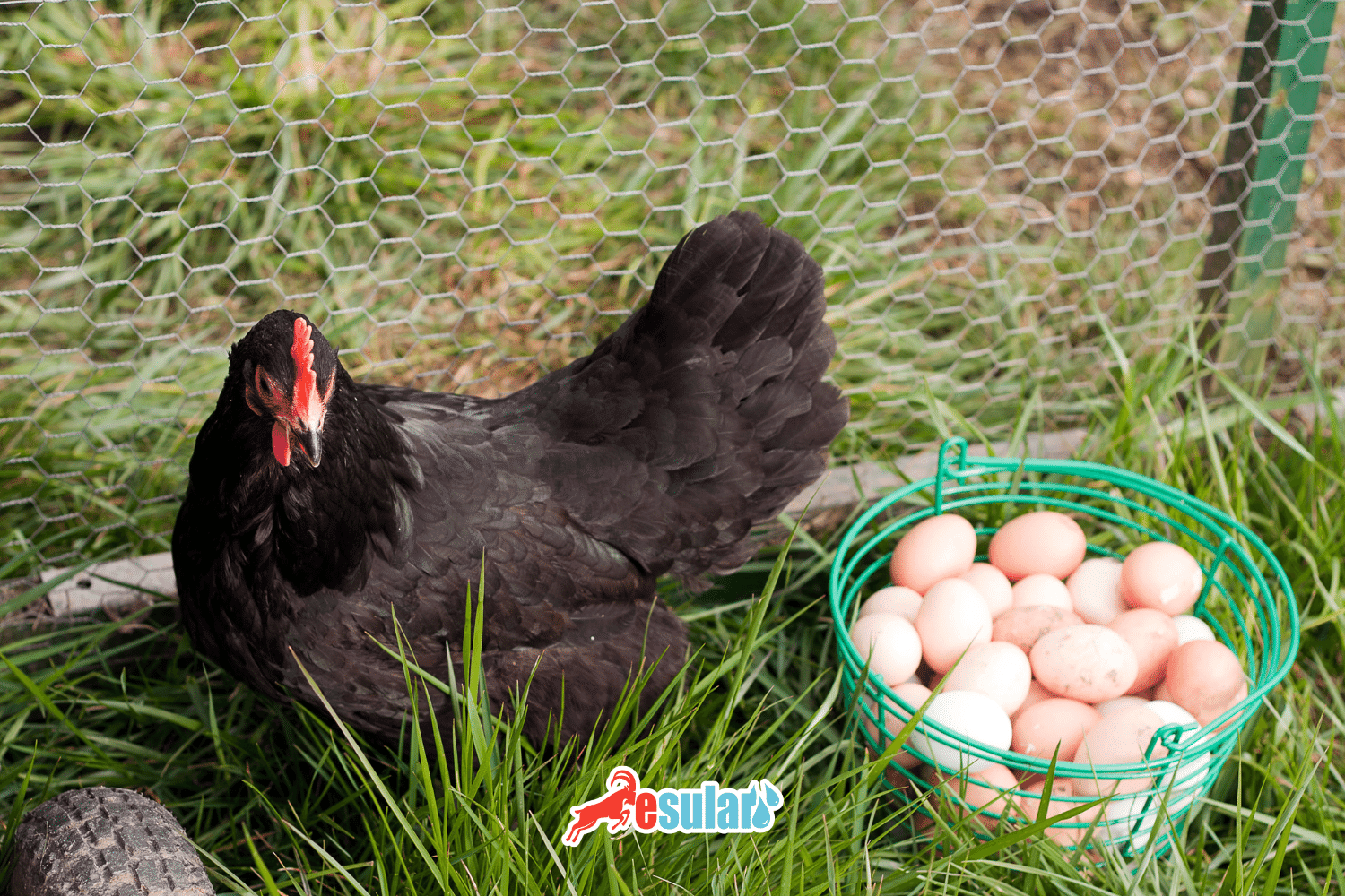 How Do Chickens Lay Eggs?