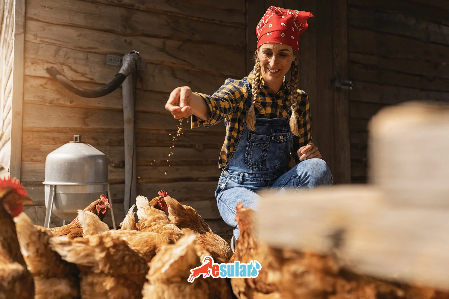 What are Chicken Feeds? Chicken Feed Types