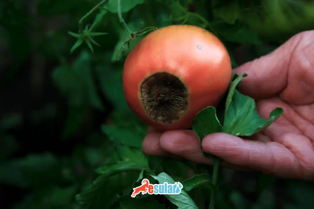 çiçek burnu çürüklüğğ