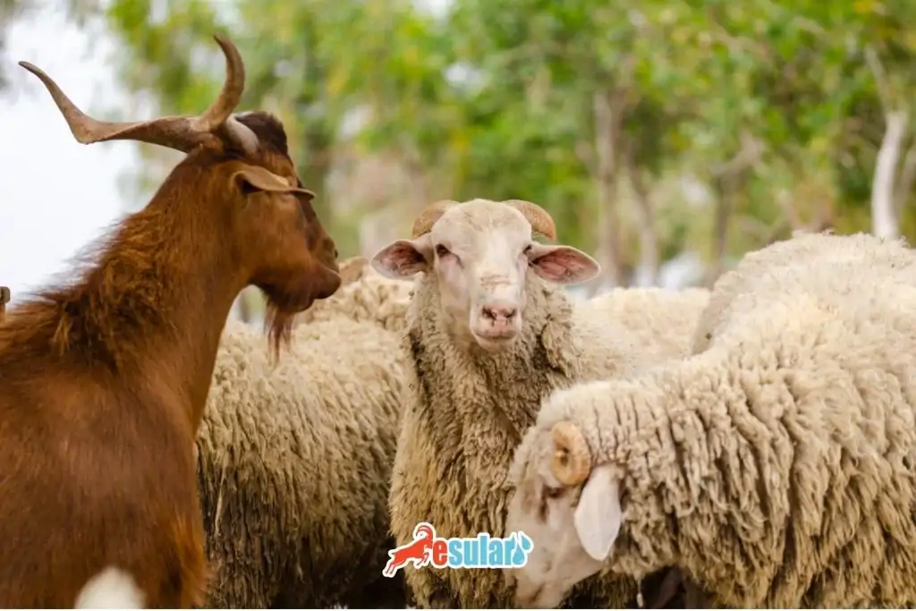 cicek-hastaligi-neden-olur