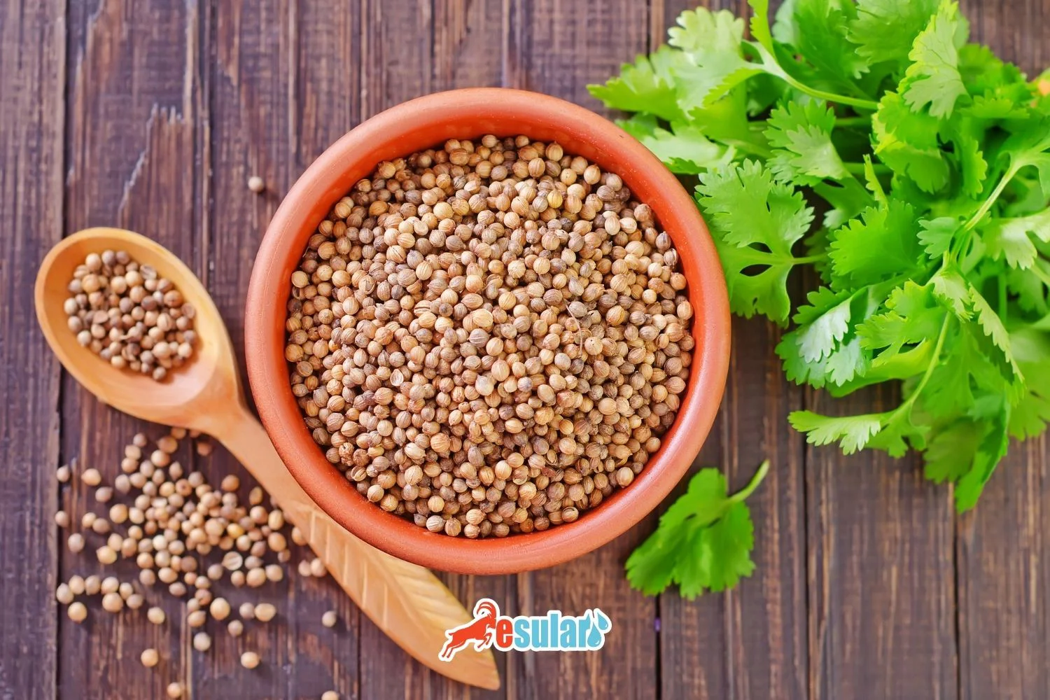 ¿Cómo se realiza el cultivo de cilantro?