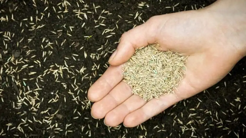 Çim ekimi nasıl yapılır