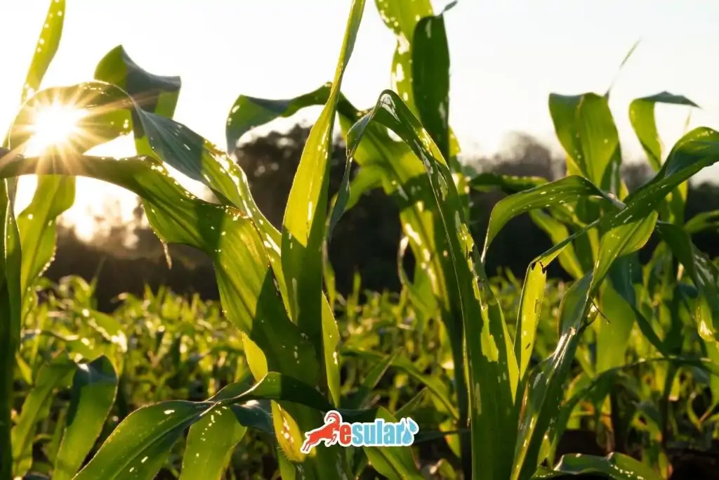 cizgili-yaprak-kurdu-zararlari