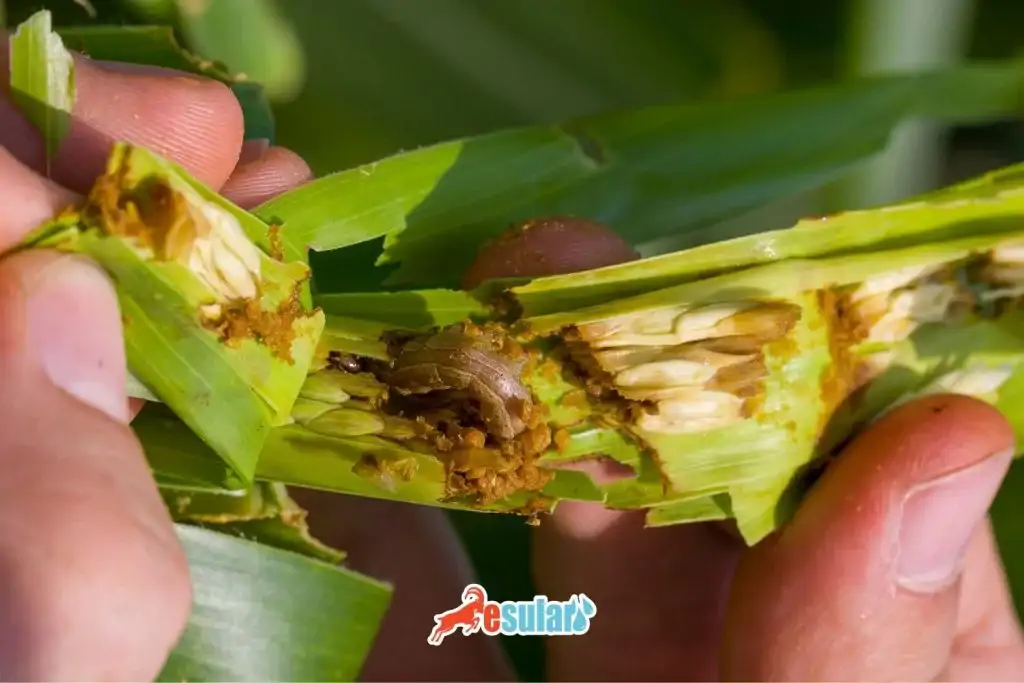 cizgili-yaprak-kurdu