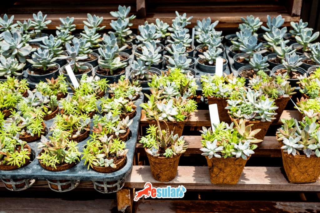 cocopeat-kokopit-avantajlari-nelerdir