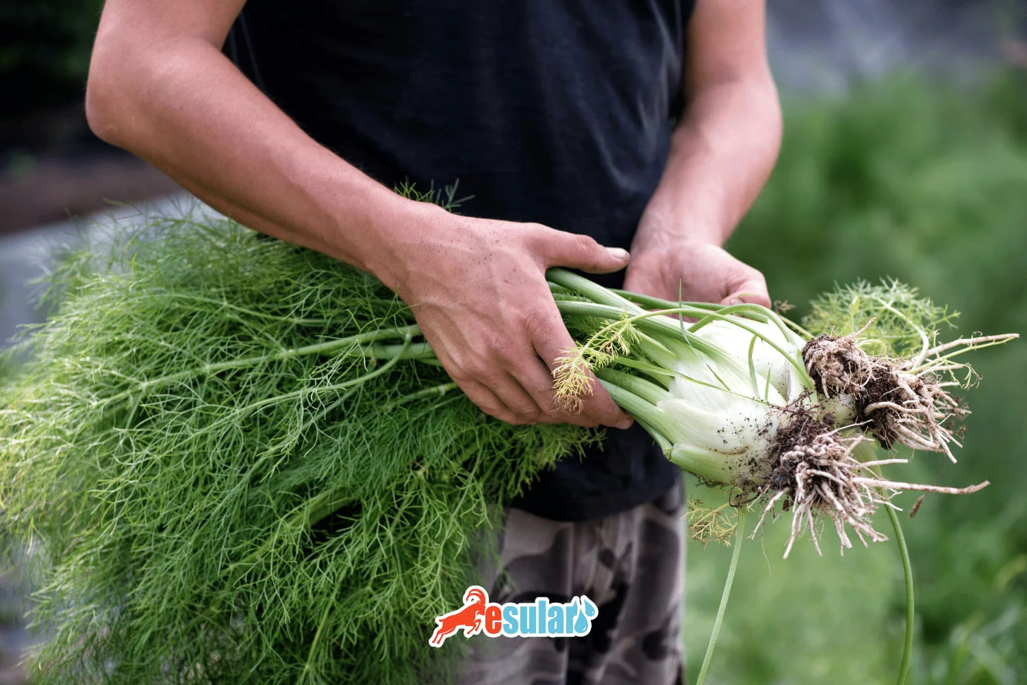 ¿Cómo se realiza el cultivo de hinojo?