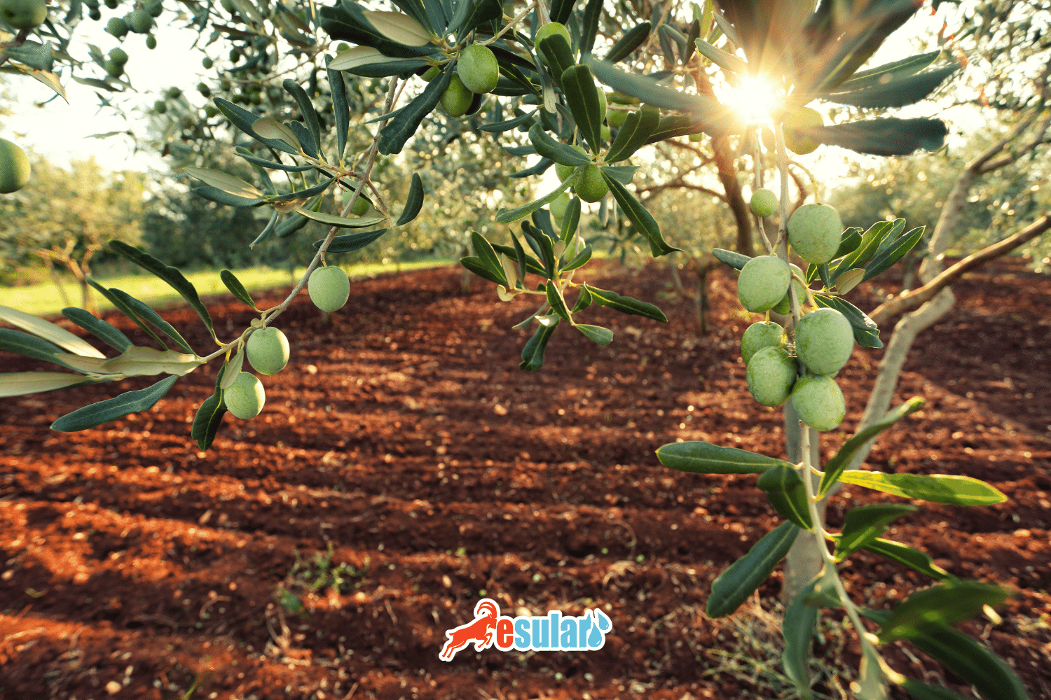 ¿Cuáles son los productos agrícolas que se cultivan en la región del Egeo?
