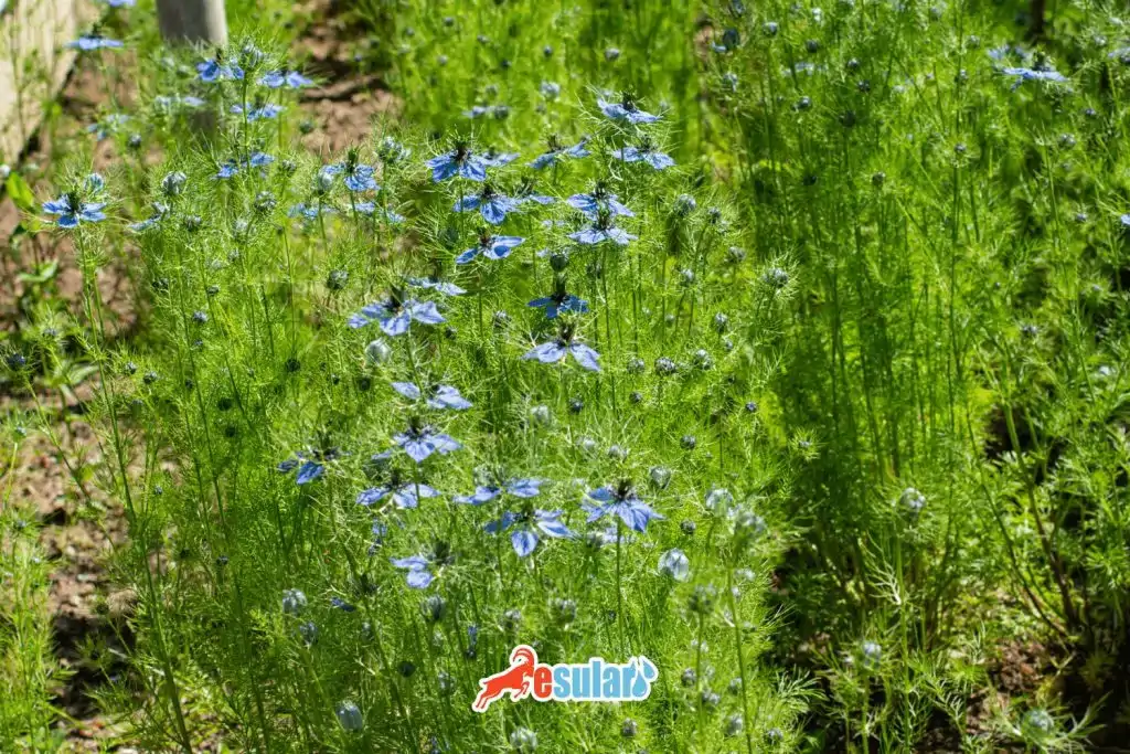 corek-otu-nasil-yetisir