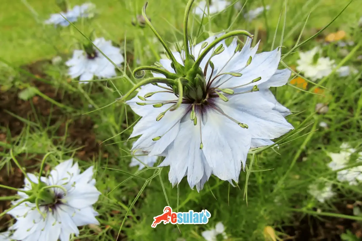 Çörek Otu Yetiştiriciliği Nasıl Yapılır?