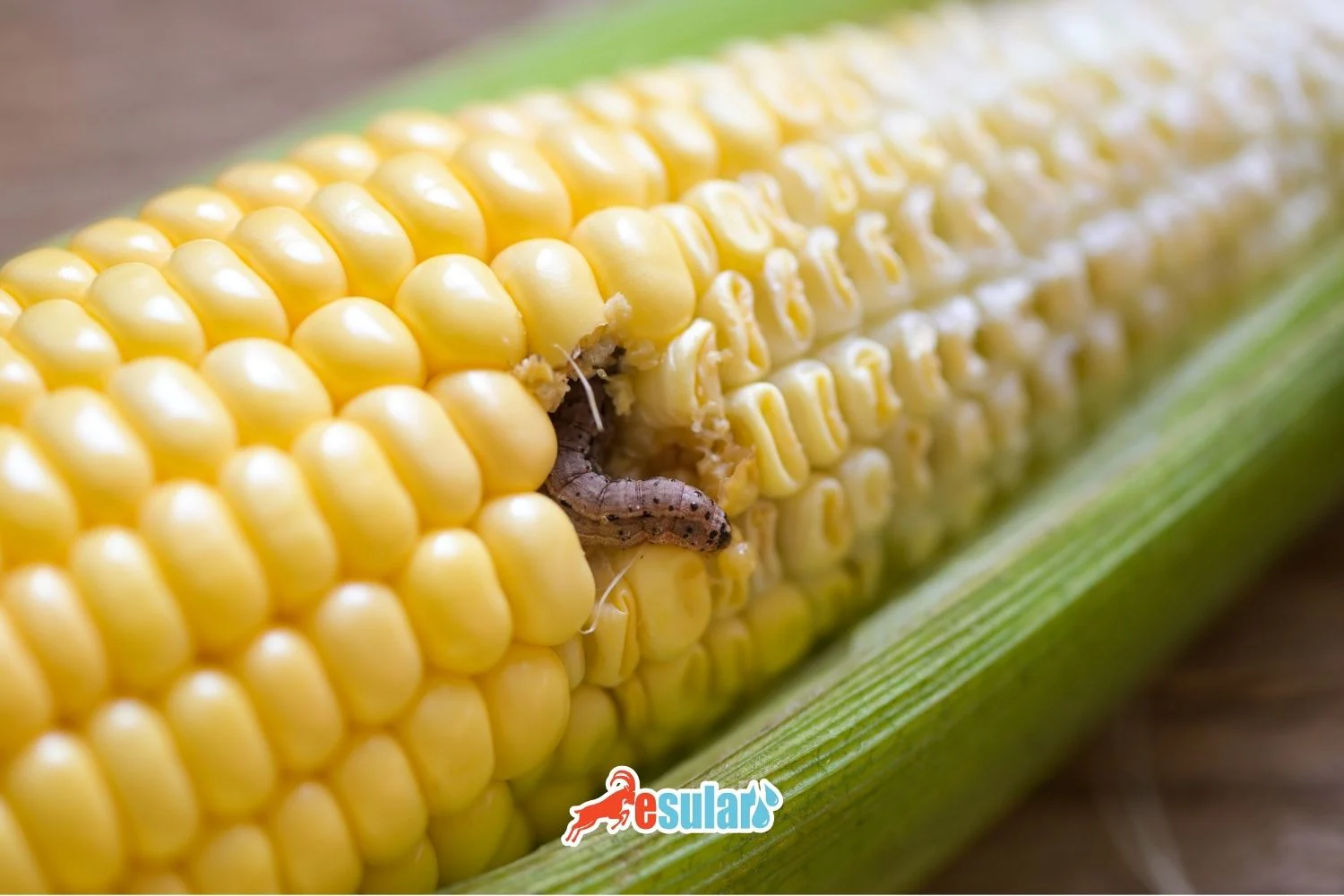 What is the Corn Borer?