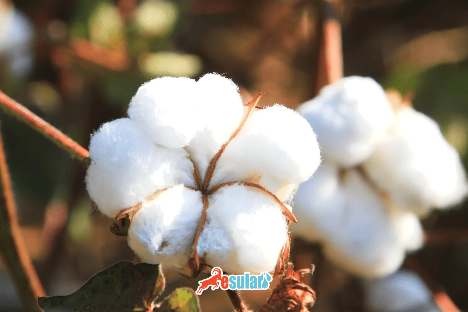 What is Cottonseed?
