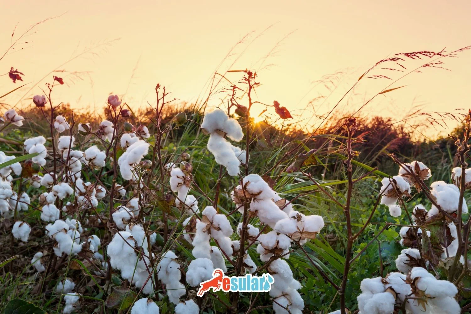 How to Irrigate Cotton? Water Requirement of the Cotton Plant