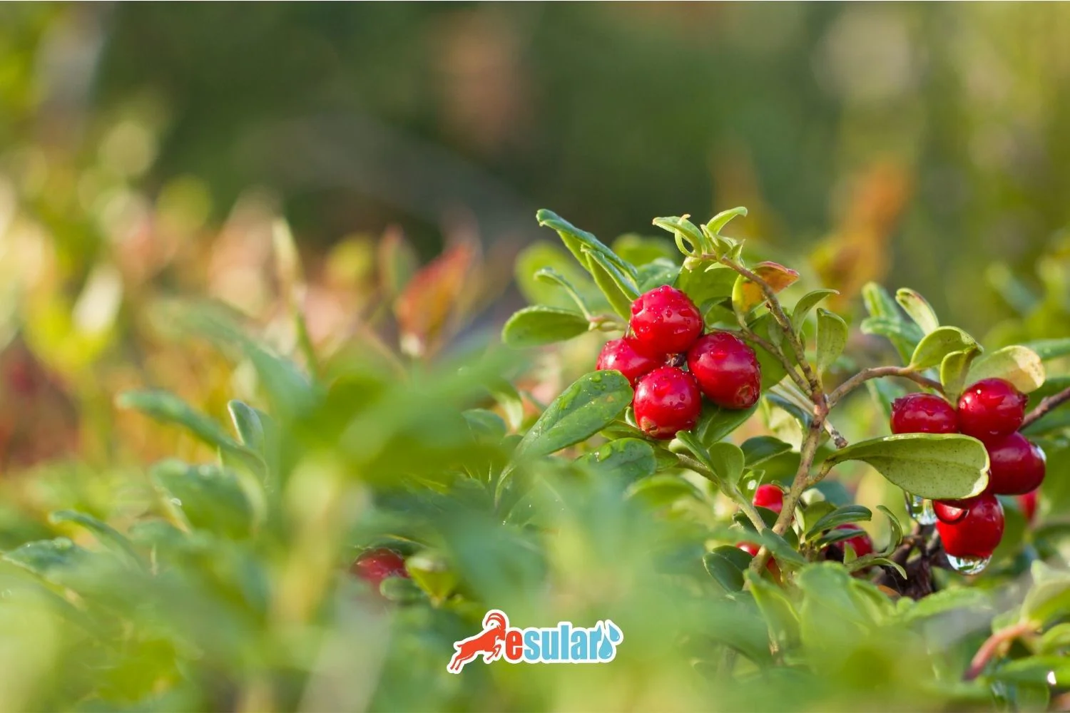 How to Grow Cornelian Cherry?