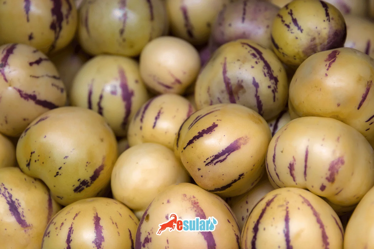 How is Cucumber Cultivation Done?