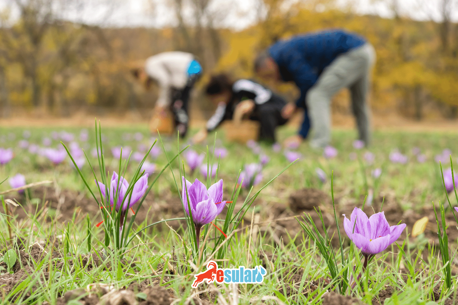 ¡El kilogramo de azafrán alcanza las 600 mil liras! Cultivo de azafrán con riego inteligente | esular