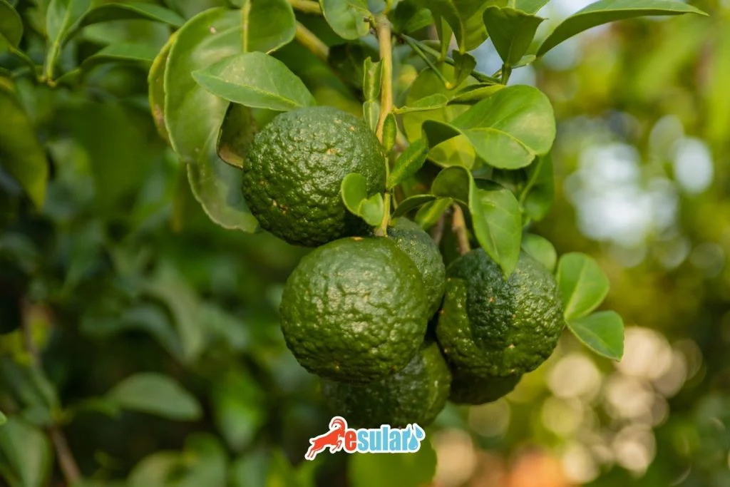 ¿Cómo se realiza el cultivo de bergamota?