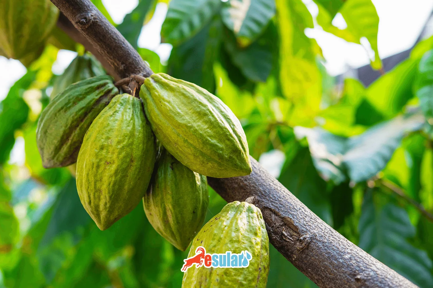 ¿Cómo se realiza el cultivo de cacao?