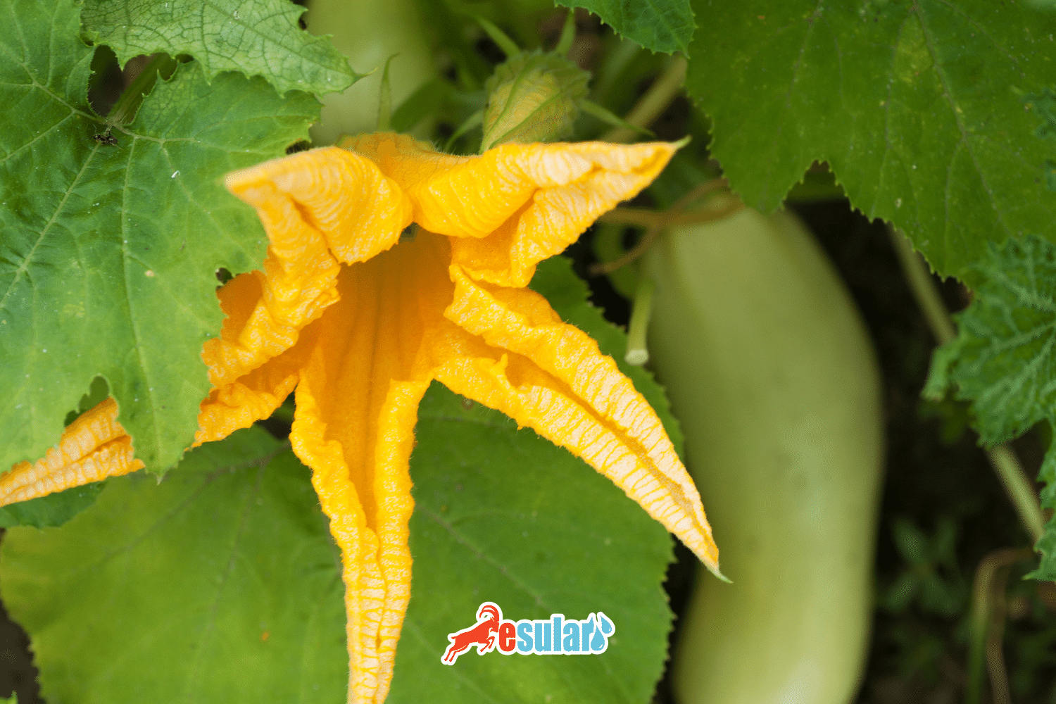 ¿Cómo se realiza el cultivo de calabaza?