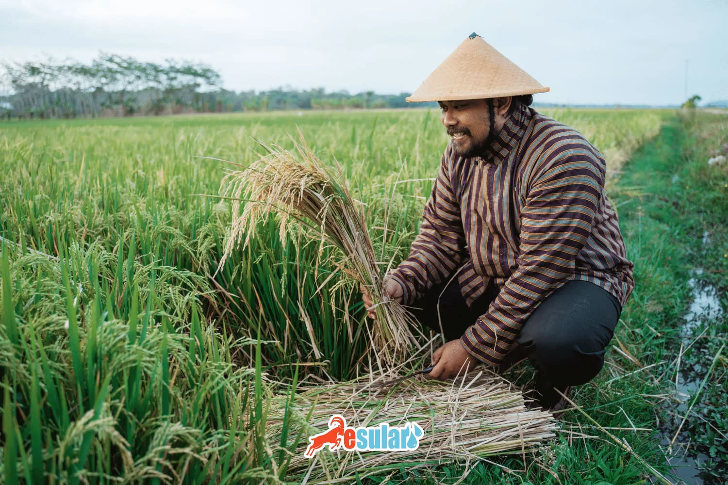 ¿Cómo se realiza el cultivo del arroz?