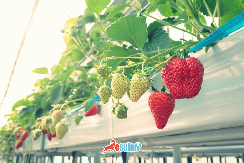 ¿Cómo se realiza el cultivo de fresas sin suelo?