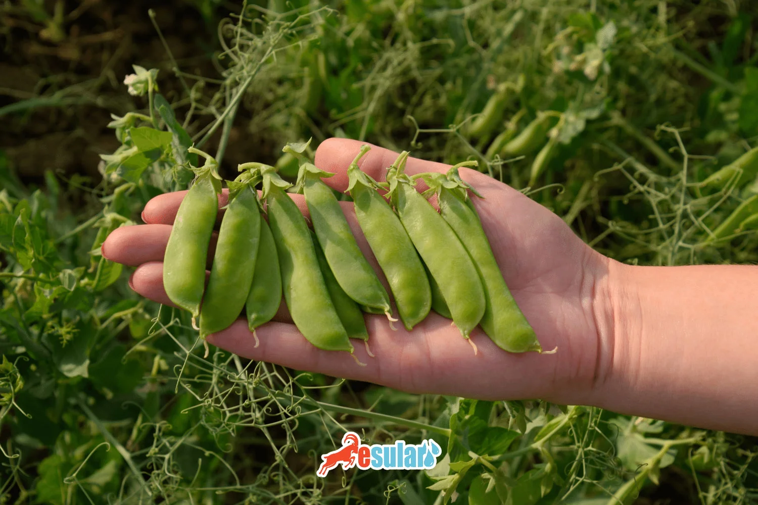¿Cómo se realiza el cultivo de guisante forrajero?