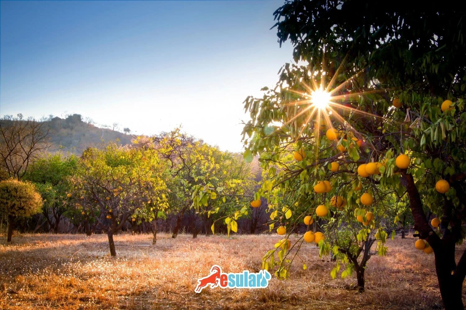 ¿Cómo se realiza el cultivo de naranja?