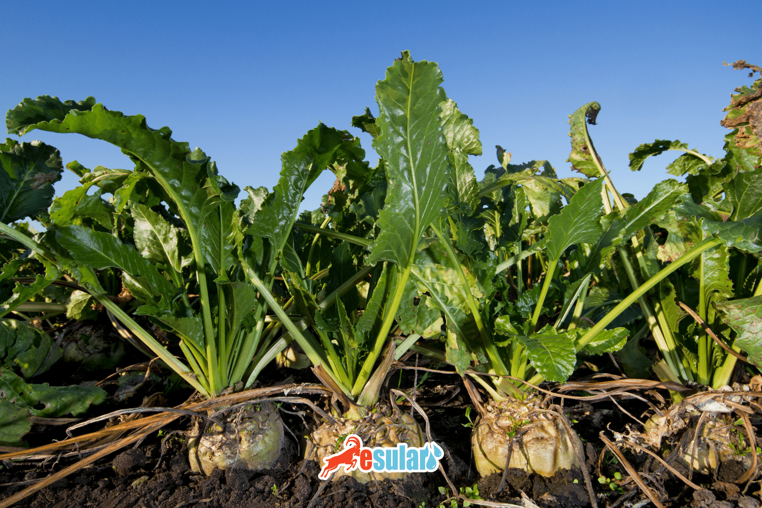 ¿Cómo se cultiva la remolacha azucarera?