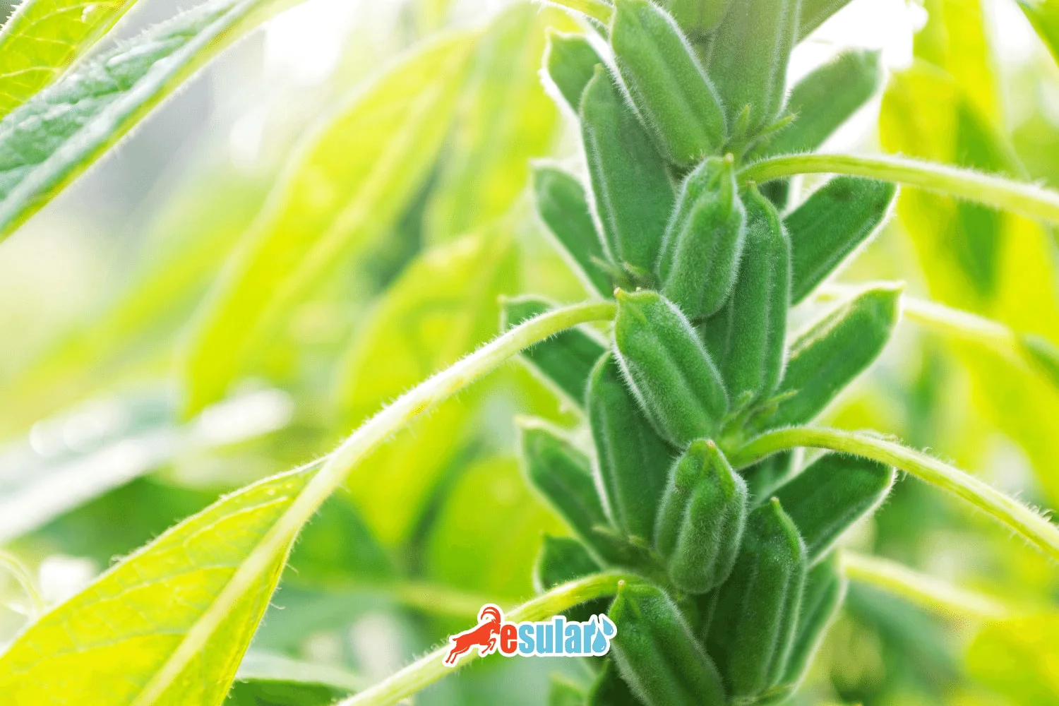 ¿Cómo se realiza el cultivo de sésamo?