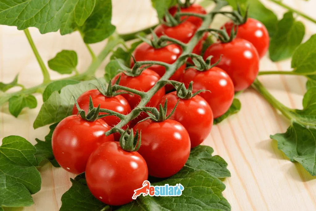 Cultivo Sostenible de Tomate con Sistemas de Riego Inteligente