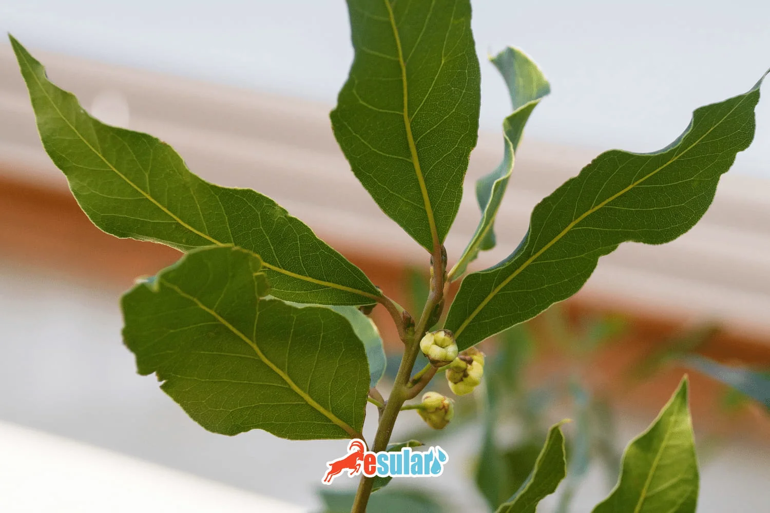 ¿Cómo se realiza el cultivo de laurel?