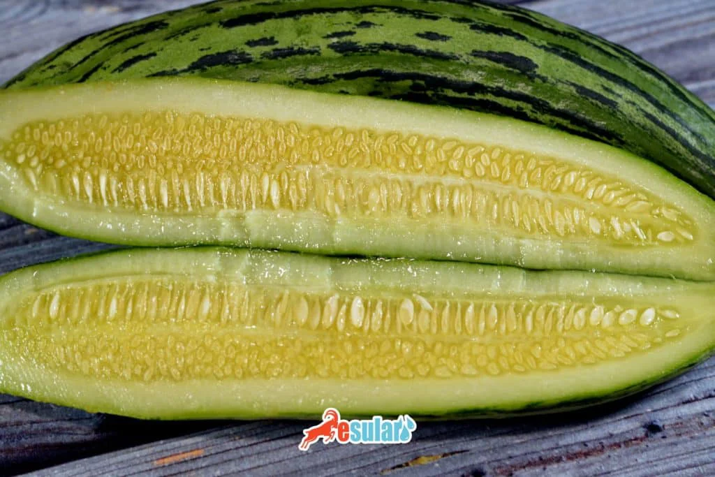 ¿Cómo se realiza el cultivo de pepino?